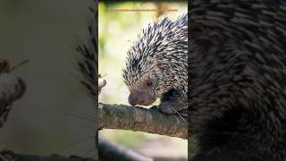 Le Coendou prehensilis aussi appelé porcépic arboricole à queue préhensileanimaux educatifshort [upl. by Koss]