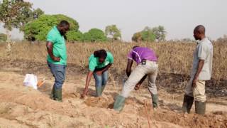 Kuapa Ghana  Urea Deep Placement on Maize [upl. by Azelea365]