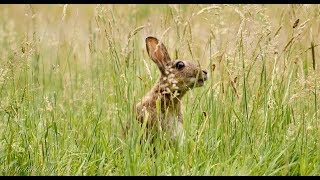 European Rabbit or Common Rabbit Oryctolagus cuniculus  Wildkaninchen 5 [upl. by Lehcnom]