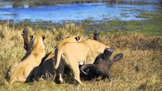 Lion Kill at Duba Plains Kill 2 and 3 slideshow [upl. by Uyr]