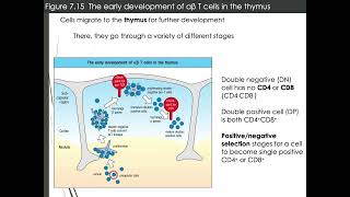 T cell development [upl. by Grodin772]