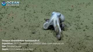 Deep Sea Octopus Graneledone boreopacifica at 2312 meters depth [upl. by Hegarty]