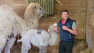 Besuch beim KamelNachwuchs im Kinderzoo [upl. by Reifnnej]