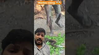 Monkey eating hadzabetribe fishing snake africa wildlife [upl. by Akihsar]