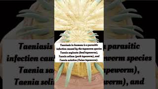 Taeniasis Causes parasite disease tapeworm shorts facts amazingfacts viral interestingfacts [upl. by Gennaro486]