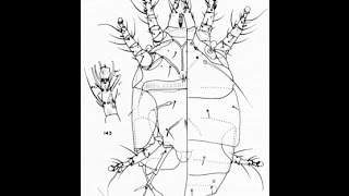 Polyphagotarsonemus latus Broad Mite Behavior in the Presence of Leafminer Mines [upl. by Ardnwahsal]