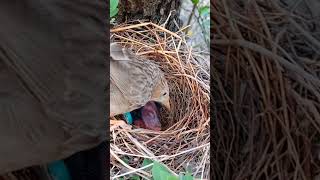 Babbler Chicks Nesting BabblerBird BirdNesting [upl. by Ocisnarf]