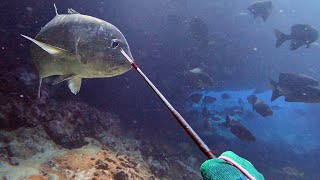 MASSIVE ULUA SNAPS MY 3 PRONG  Spearfishing Hawaii [upl. by Ereynihc]