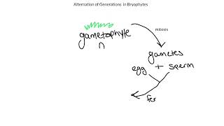 Alternation of Generations Bryophytes [upl. by Wendall]