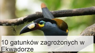 10 najbardziej zagrożonych zwierząt w Ekwadorze [upl. by Vokaay]