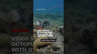 Video shows octopus hunt with other fish and punch them [upl. by Arok]