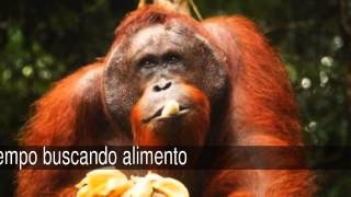 Curiosidades sobre los orangutanes [upl. by Raasch]