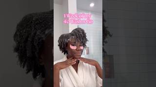 1 week of my 4c Wash n Go 4chair curlyhair type4hair haircare washngo happycurls definedcurls [upl. by Ortiz971]