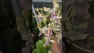 Beautiful orchid  Diah Natalisa [upl. by Eihpos]