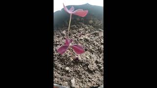 Oxalis planthomegardening plants [upl. by Ardath]