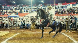 EL RANCHERO CABALLO BAILADOR MUY BONITO Expo Ganadera Jalisco 2019 [upl. by Marx]