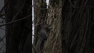 Very curious Squirrel at the river forest nature wildlife squirrel [upl. by Brady]