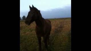 Lead Horse Protecting his herd  Stallion Herd Behavior  Rick Gore Horsemanship [upl. by Nnyladnarb]