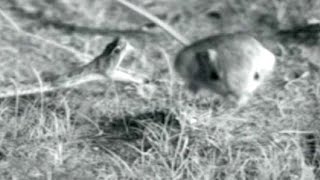 Kangaroo Rat Vs Rattlesnake Little Critters Elastic Advantage  Video [upl. by Ayidan]