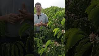 Café RobustaConilon  Clone VR3  Rondônia mimoagro [upl. by Yle]