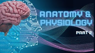 Introduction to Anatomy and Physiology part 2 [upl. by Kezer]