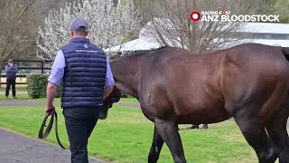 Widden Stallion Parade  NSW  with Matt Comerford [upl. by Uzia]