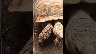 Tortoise doing tortoise things speedy tortoise zoomzoom imatortoise zoo africanspurredtortoise [upl. by Grussing]