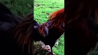 I am the best rooster 🐓 rooster chicken funny animals memes [upl. by Ramsey]