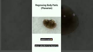 Regeneration body parts of planarian🦪🦪 [upl. by Carmelina484]