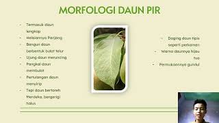 PROJECT METHOD MORFOLOGI BUAH PIR 2024 [upl. by Drofkcor879]