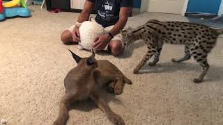 Caracal amp Serval Playing [upl. by Hasina]