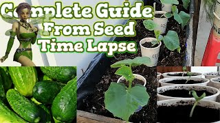 Growing Cucumbers from Seed Time Lapse  Containers Gardening [upl. by Aillimat]