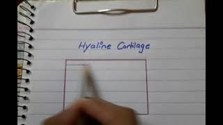 Hyaline cartilage histo diagram  Easiest way to draw hyaline cartilage [upl. by Sunil113]