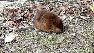 Muskrat foraging by the Grand River [upl. by Huntingdon]