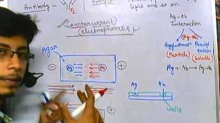 Immunoelectrophoresis counter current [upl. by Eilime]