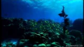 Bonaire Diving  Duiken DutchNederlands by Reisefernsehencom  Reisevideo  travel video [upl. by Calvo]