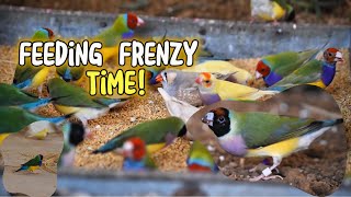 quotFinch Frenzy Watch These Stunning Lady Gouldians Dine and Delightquot❤️🐦 [upl. by Elleiand]