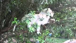 Un jeune lion blanc se pavane dans un arbre [upl. by Eenad577]