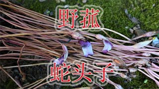 稀缺蛇药植物“野菰”，农村俗称“蛇头子”，遇见认识的人少 [upl. by Hallie]