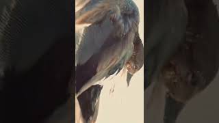 Gadwall Hunting in Chitral waterfowl beautiful video outdoors fyp foryou like share [upl. by Uyerta]