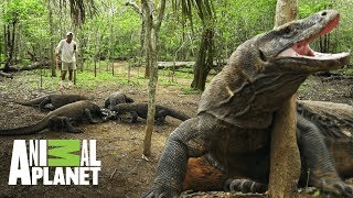 Dragones de Komodo pelean por la misma presa  Wild Frank En busca del dragón  Animal Planet [upl. by Beutner]