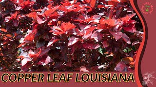 COPPER LEAF LOUISIANA Information and Growing Tips Acalypha wilkesiana [upl. by Fidelity]