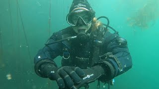 Diving Kelp Forests at Ogden Point Breakwater  Victoria BC [upl. by Ludwog889]