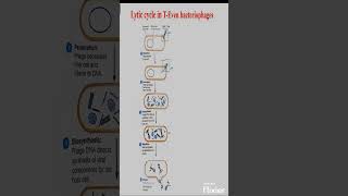 Lytic cycle in Bacteriophage biology microbiology [upl. by Alleen]