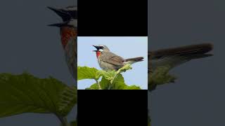 Siberian Rubythroat birds birdsounds birdslover natureandbirdssoundsrelaxingmusic [upl. by Elisabeth]