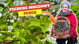 Silna Roślina Na Chore PŁUCA i PĘCHERZ [upl. by Proffitt]