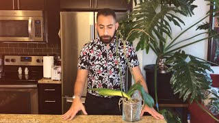 Converting Your Orchid SemiHydroponics [upl. by Nalak]