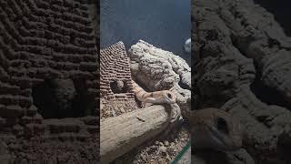 Peters banded skink fypシ゚viral animals reptile viralvideo viralshorts fyp [upl. by Stephanie]