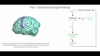 Basal Ganglia and Movement Disorders [upl. by Aznecniv]