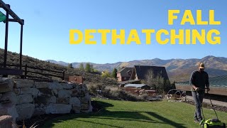 Dethatching For Fall Lawn Health [upl. by Maryjo]